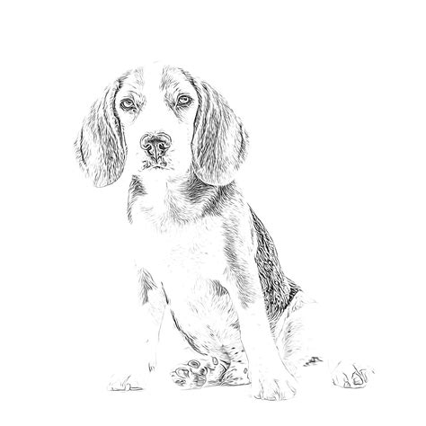 Beagle Dog Coloring Pages Sketch Coloring Page