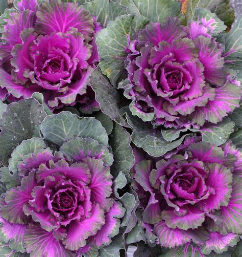 Ornamental Cabbage And Kale Sloat Garden Center