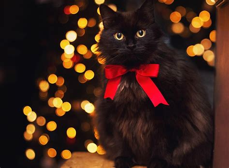 1920x1080px 1080p Free Download Christmas Kitty Cute Graphy