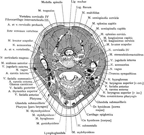 Cross Section of Neck Through the Hyoid Bone | ClipArt ETC