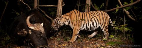 Tiger Predation On Gaur Buffalo And Other Bovids Carnivora