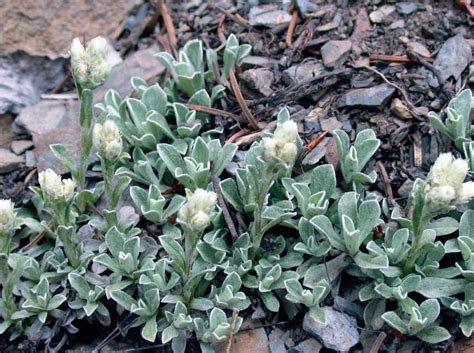 These grow best at 8,200 to 13,400 feet, and a fully mature plant can have these beautiful little flowers are also called wild blue flax, with five rounded pale blue petals. Antennaria spp. or Pussytoes | Colorado Xeriscape | low ...