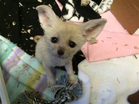 Puppyfinder.com is your source for finding an ideal puppy for sale in michigan, usa area. Fennec Fox Animals For Sale | Ypsilanti, MI #235497