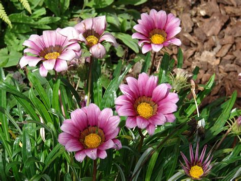 Gazania rigens 'leucolaena' 17b pot. Mister Flower: Γκαζάνια ή Λουλούδι Θησαυρός (Gazania rigens)
