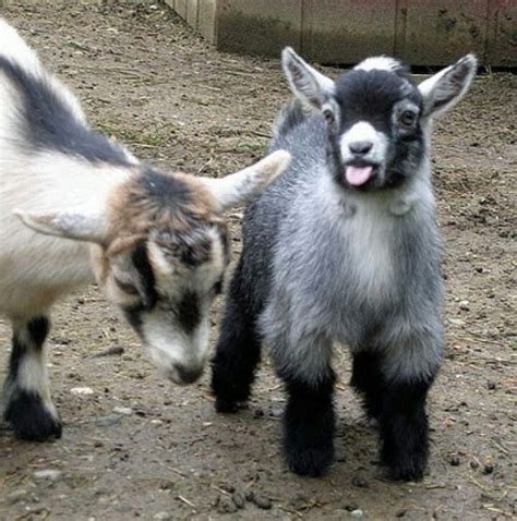 Pygmy Goats Pygmy Goat Baby Goats Pygmy Baby Goats