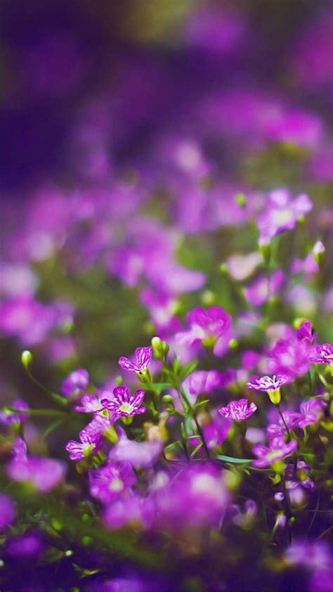 Beautiful Purple Flower Field Blur Bokeh Iphone 6