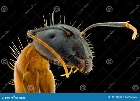 Ant Face Extreme Closeup Macro Photography Stock Image Image Of Wing
