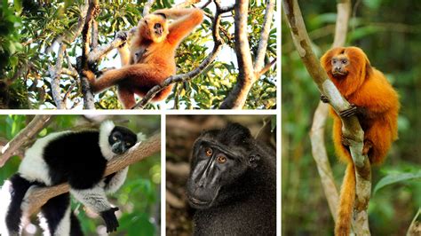 Most Primate Species Threatened With Extinction Scientists Find The