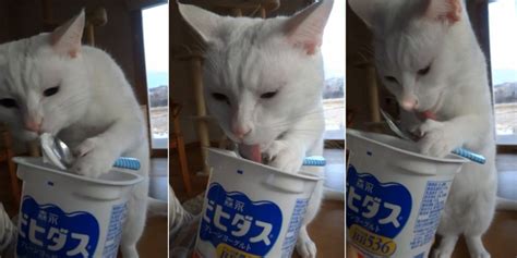 Yogurt is usually safe—and most likely healthy—for cats and dogs to eat. Clever Cat Uses Spoon to Eat Yogurt | HuffPost UK