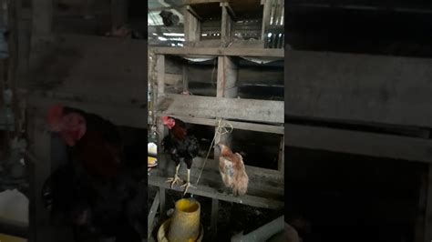 Ukuran kandang ayam bangkok indukan. Kandang indukan ayam kampung - YouTube