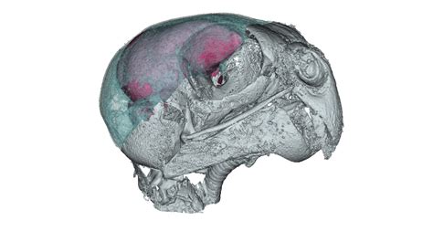 Download your favorite stl files and make them with your 3d printer. Rare, elusive night parrots lack night vision, study finds ...