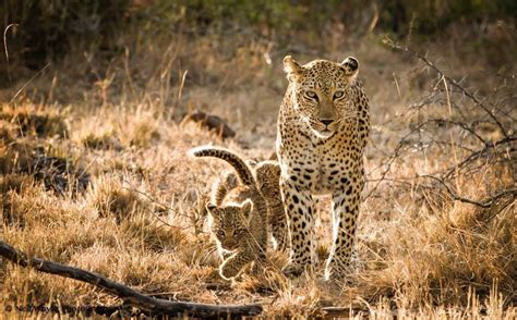 How Fast Do Leopards Run Feliks Zeki