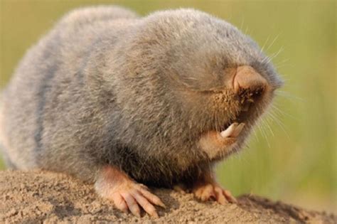 The Amazing Mole Rat The Observer