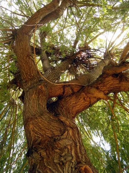 Willow bark contains an organic compound called salicin. Exploring Terra: Bark Series: Weeping Willow