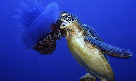 Leatherback Sea Turtle Eating Jellyfish