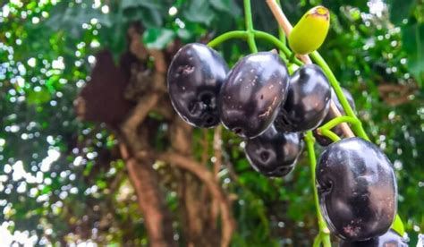 jamun tree facts benefits how to grow and care in 2023