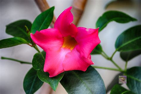 Mandevilla Flowers In Bloom Nordic Lights And Mediterranean Landscapes