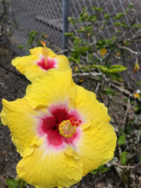 134 likes · 5 talking about this. Spotted this yellow hibiscus in my bank's parking lot, and ...
