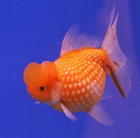 Ikan dengan nama latin paracheirodon innesi ni merupakan salah satu ikan hias air tawar langka. fish share: GAMBAR IKAN HIAS AIR TAWAR 8