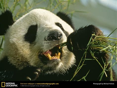 Giant Panda No Longer Endangered Stories Wwf Giant Panda Bear