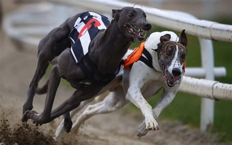 Gone To The Dogs Why The Future Of Greyhound Racing Rests In The Hands