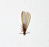 Photos of Flying Termite