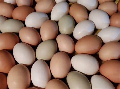 10 Best Brown Egg Laying Chicken Breeds
