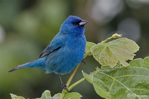 Les Oiseaux Bleus