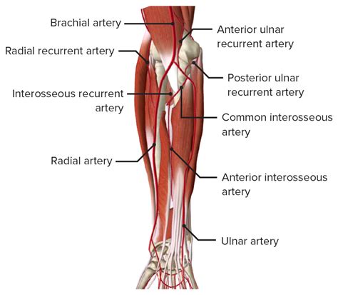 Unterarm Knochen Muskeln Gefäße Innervation Lecturio