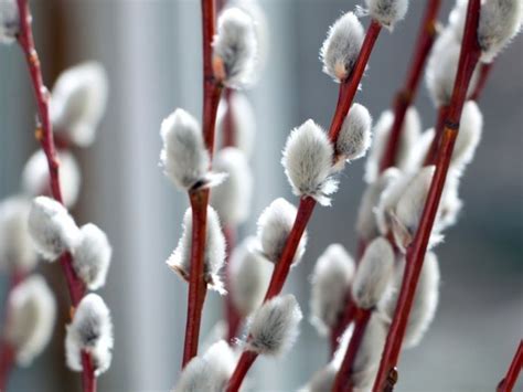 Pussy Willow Care How To Plant A Pussy Willow Tree