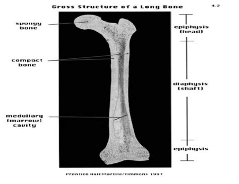 Anatomi Tulang Panjang Viral Update