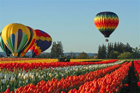 Tulips Daffodils Bulbs The Wooden Shoe Gardens And Famous Tulip