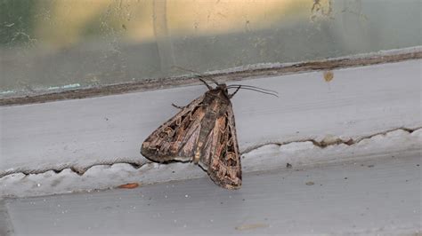 What To Know About Miller Moths As They Move Through Pueblo
