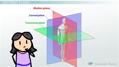 Sagittal Plane Definition Anatomy Anatomy Drawing Diagram