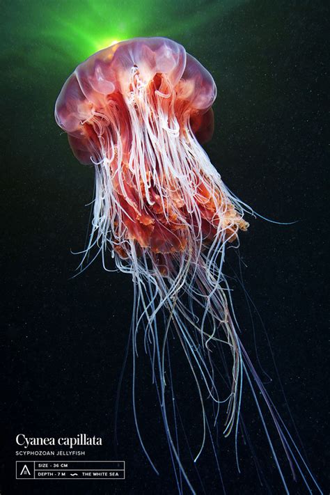 The Alien Beauty Of Underwater Creatures In Alexander Semenov Photos