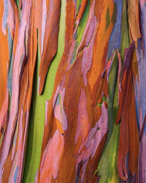 Rainbow Eucalyptus Tree Furniture