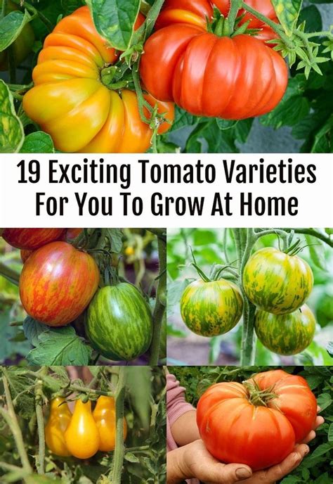 19 Exciting Tomato Varieties To Try Growing This Year Heirloom