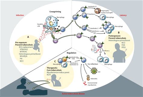 The bcg vaccine is the only tb vaccine currently available, although there are other vaccines under development. Progress in tuberculosis vaccine development and host ...