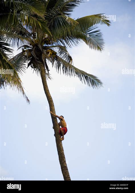 Man Climbing Palm Tree Stock Photo Alamy