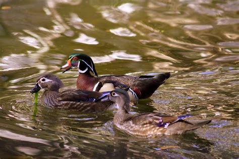 The Retirement Chronicles Wood Ducks In Florida