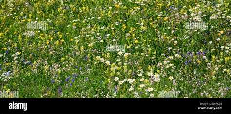 Alpine Wildflower Meadow In The Swiss Alps Below The Matterhorn Near