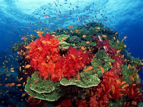 Hd Animals Fishes Tropical Underwater Reef Coral Sea Ocean