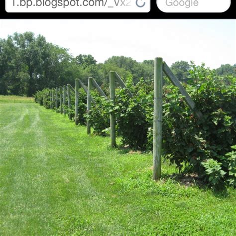 We did not find results for: Blackberries | Blackberry trellis, Garden arch, Garden