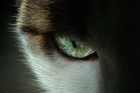 Cat Eye Macro Iris Fur Eyesight Close Up Animal Hd Wallpaper