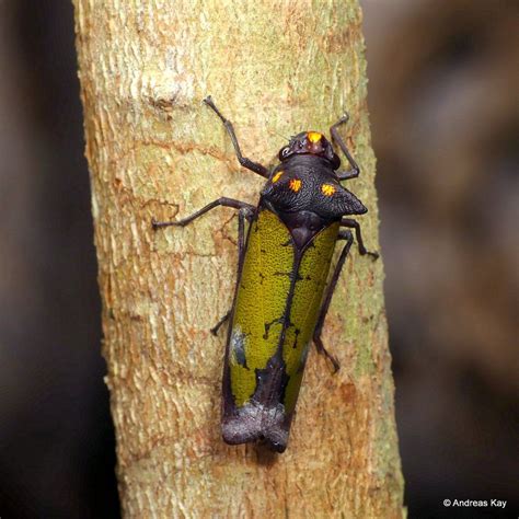 Leafhopper Zyzzogeton Viridipennis Cicadellidae Leafhopper