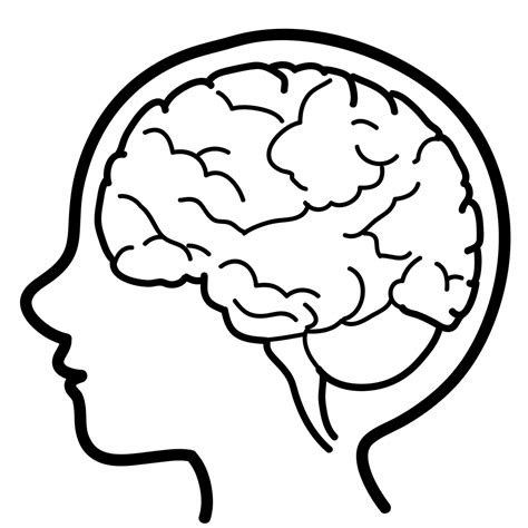Brain Outline Drawing At Getdrawings Free Download