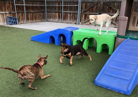 Dog Daycare Boarding And Beyond