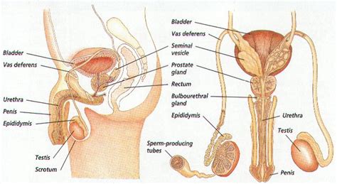 Welcome to innerbody.com, a free educational resource for learning about human anatomy and physiology. The Front View of Male Reproductive System and More | New ...