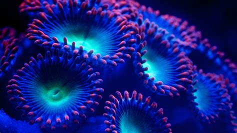 We did not find results for: Coral « Sea In The City