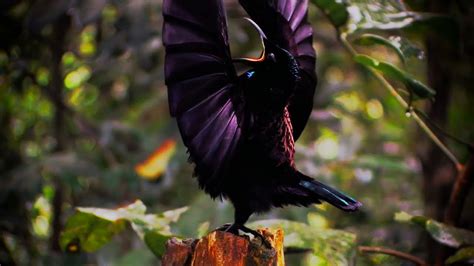 Bird In Everything National Geographic Bird Of Paradise